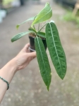 Anthurium Amazon Princess