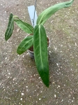 Anthurium Amazon Princess