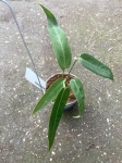 Anthurium Amazon Princess
