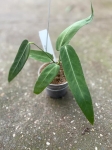 Anthurium Amazon Princess