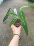 Anthurium Amazon Princess