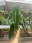 Anthurium warocqueanum Esmeralda - L