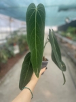 Anthurium warocqueanum Esmeralda - L
