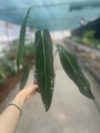 Anthurium warocqueanum Esmeralda - L