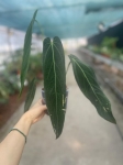 Anthurium warocqueanum Esmeralda - L