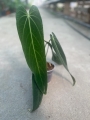Anthurium warocqueanum Esmeralda - L
