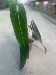 Anthurium warocqueanum Esmeralda - L