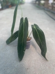 Anthurium warocqueanum Esmeralda - L