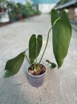 Anthurium warocqueanum Esmeralda - L