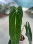 Anthurium warocqueanum Esmeralda - L