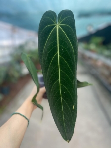 Anthurium warocqueanum Esmeralda - L