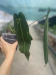 Anthurium warocqueanum Esmeralda - L