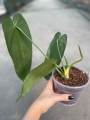 Anthurium warocqueanum Esmeralda - L