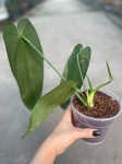 Anthurium warocqueanum Esmeralda - L