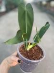 Anthurium warocqueanum Esmeralda - L