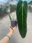 Anthurium warocqueanum Esmeralda - L