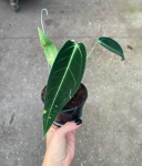 Anthurium warocqueanum - M