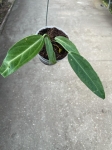 Anthurium warocqueanum - M