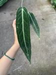 Anthurium warocqueanum - M