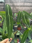 Anthurium warocqueanum - M
