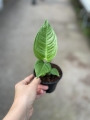 Anthurium veitchii - M