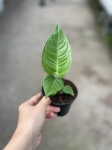 Anthurium veitchii - M