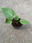 Anthurium veitchii - M