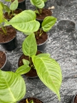 Anthurium veitchii - M