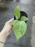 Anthurium veitchii - M