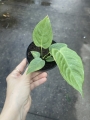 Anthurium veitchii - M