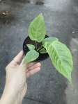 Anthurium veitchii - M