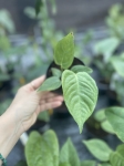 Anthurium veitchii - M