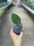 Anthurium besseae aff. - M