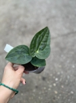 Anthurium besseae aff. - M