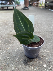 Anthurium besseae aff. - M