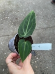 Anthurium besseae aff. - M