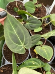 Anthurium besseae aff. - M
