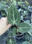 Anthurium besseae aff. - M