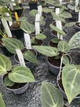 Anthurium besseae aff. - M
