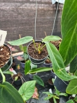 Anthurium warocqueanum - M