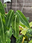 Anthurium warocqueanum - M