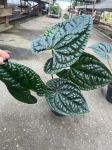 Anthurium luxurians L