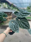 Anthurium luxurians L