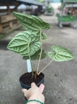 Anthurium luxurians L