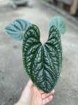 Anthurium luxurians L