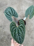 Anthurium luxurians L