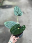 Anthurium luxurians L