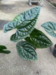 Anthurium luxurians L