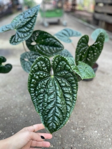 Anthurium luxurians L