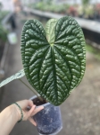 Anthurium luxurians L